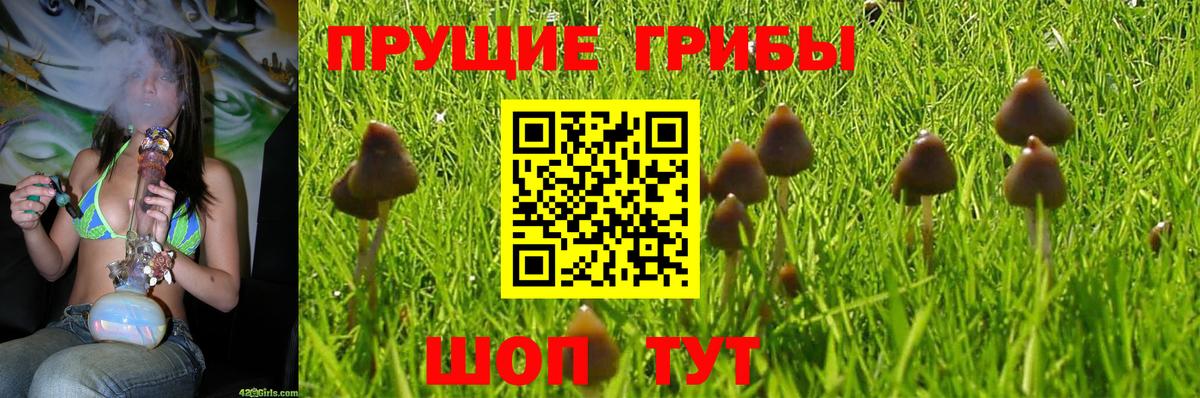 Выборг  Галлюциногенные грибы Psilocybine cubensis  Вход с VPN 